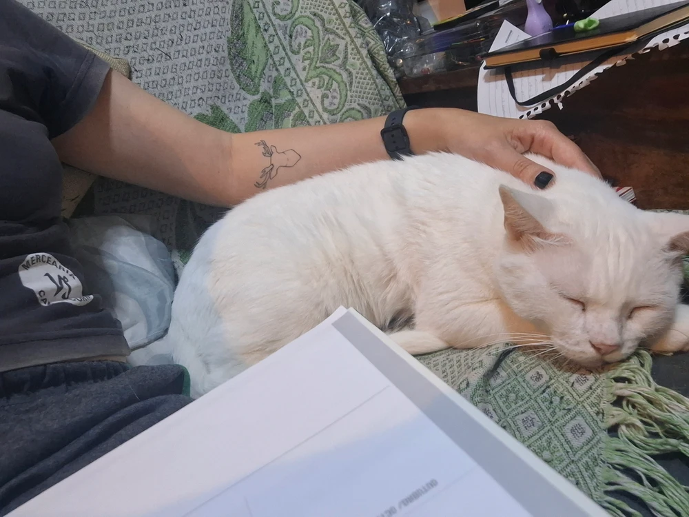 Chárlott上傳的圖片