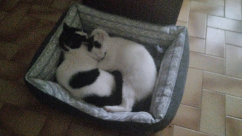 Imagem enviada por Martim