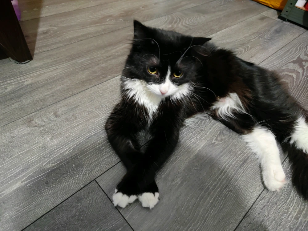 Image uploaded by Nicolae