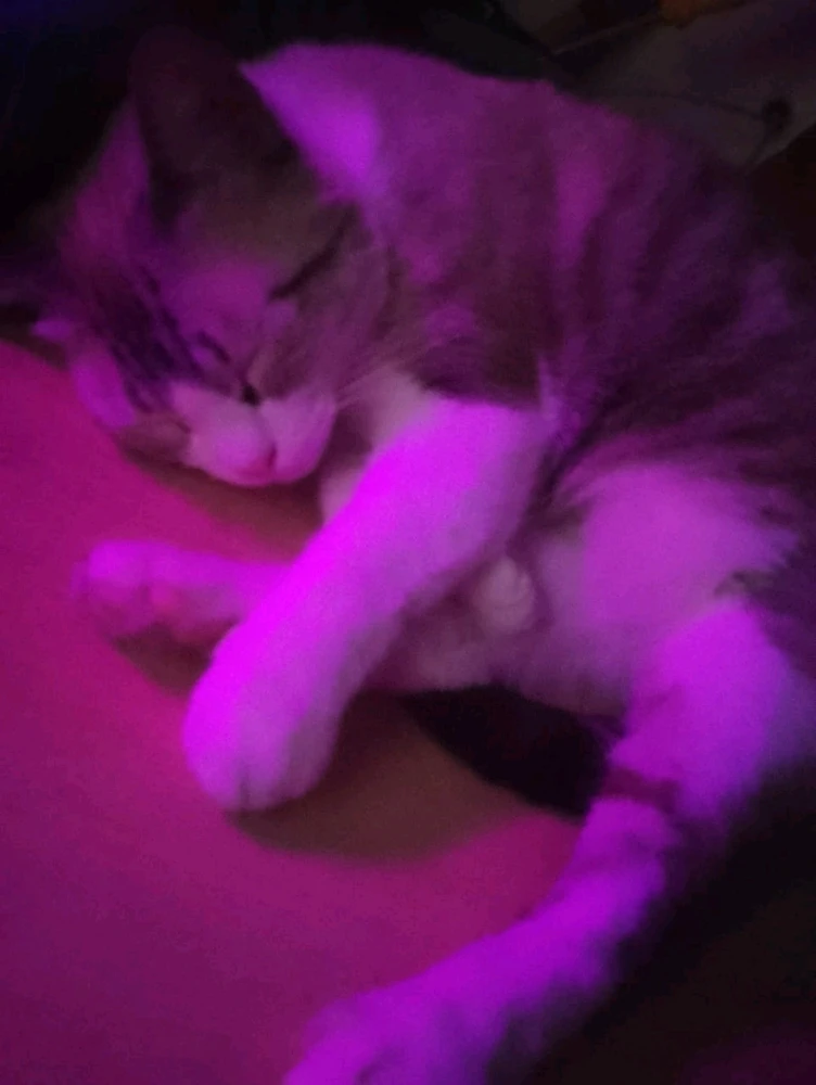 GIF uploaded by Vinicius (Kazuki)