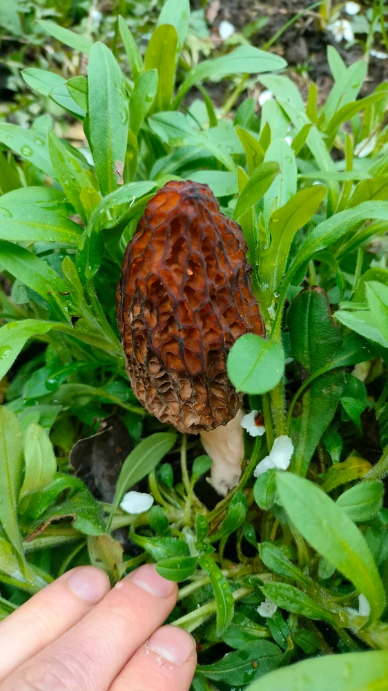 Выява загружана Teratos Genes