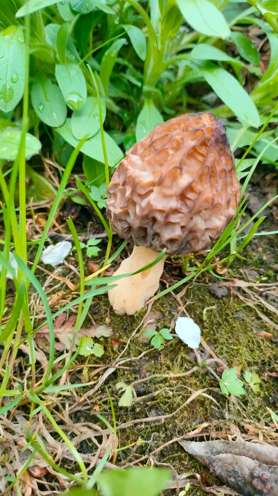 Выява загружана Teratos Genes