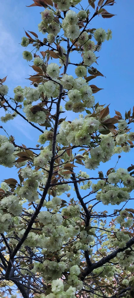 Image uploaded by Jose