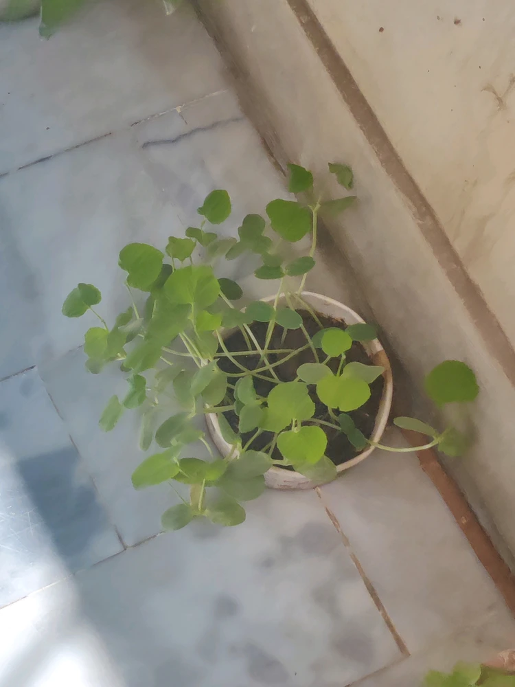 GIF uploaded by Muse