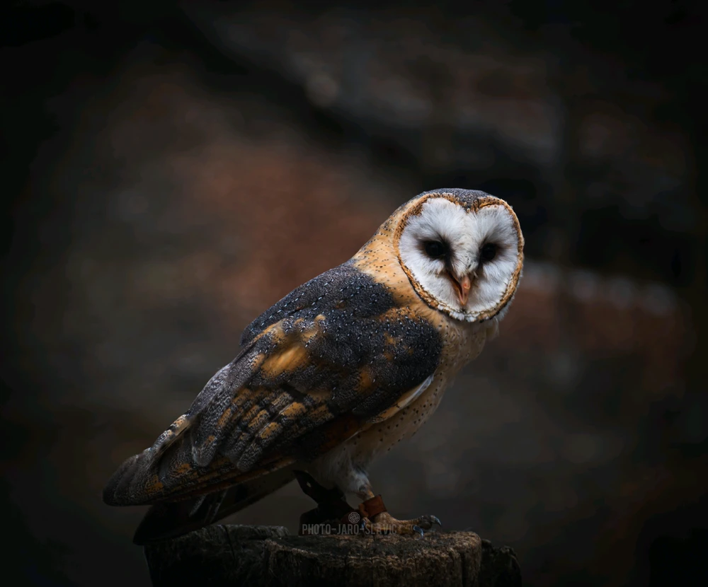 Image uploaded by Jarek PhotoJaroSlavic