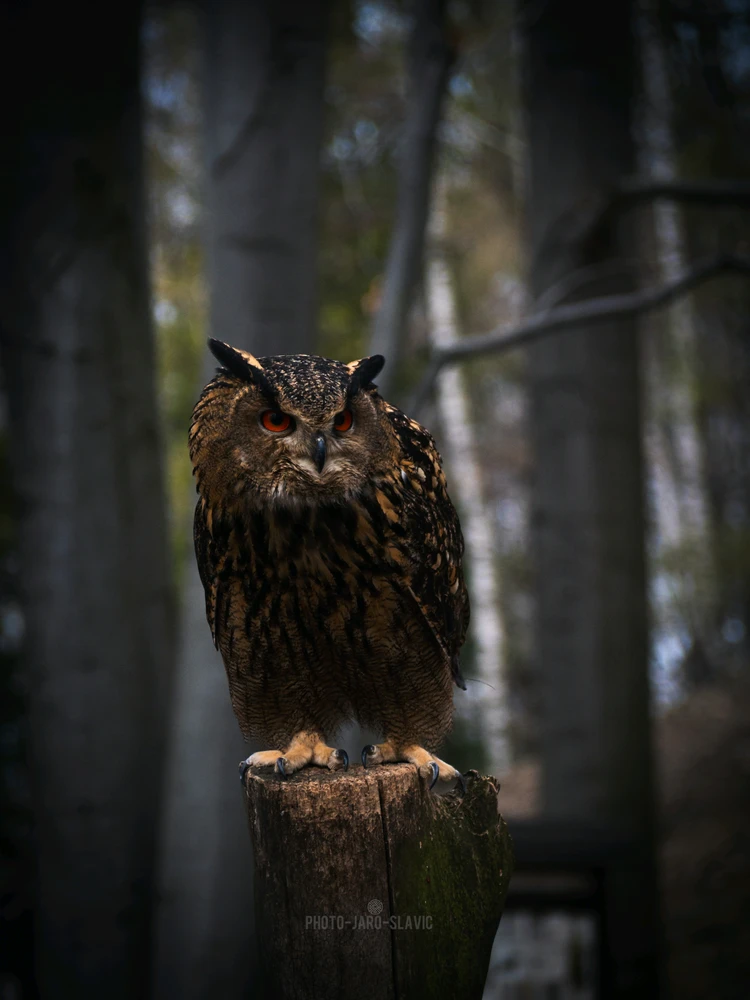 Image uploaded by Jarek PhotoJaroSlavic