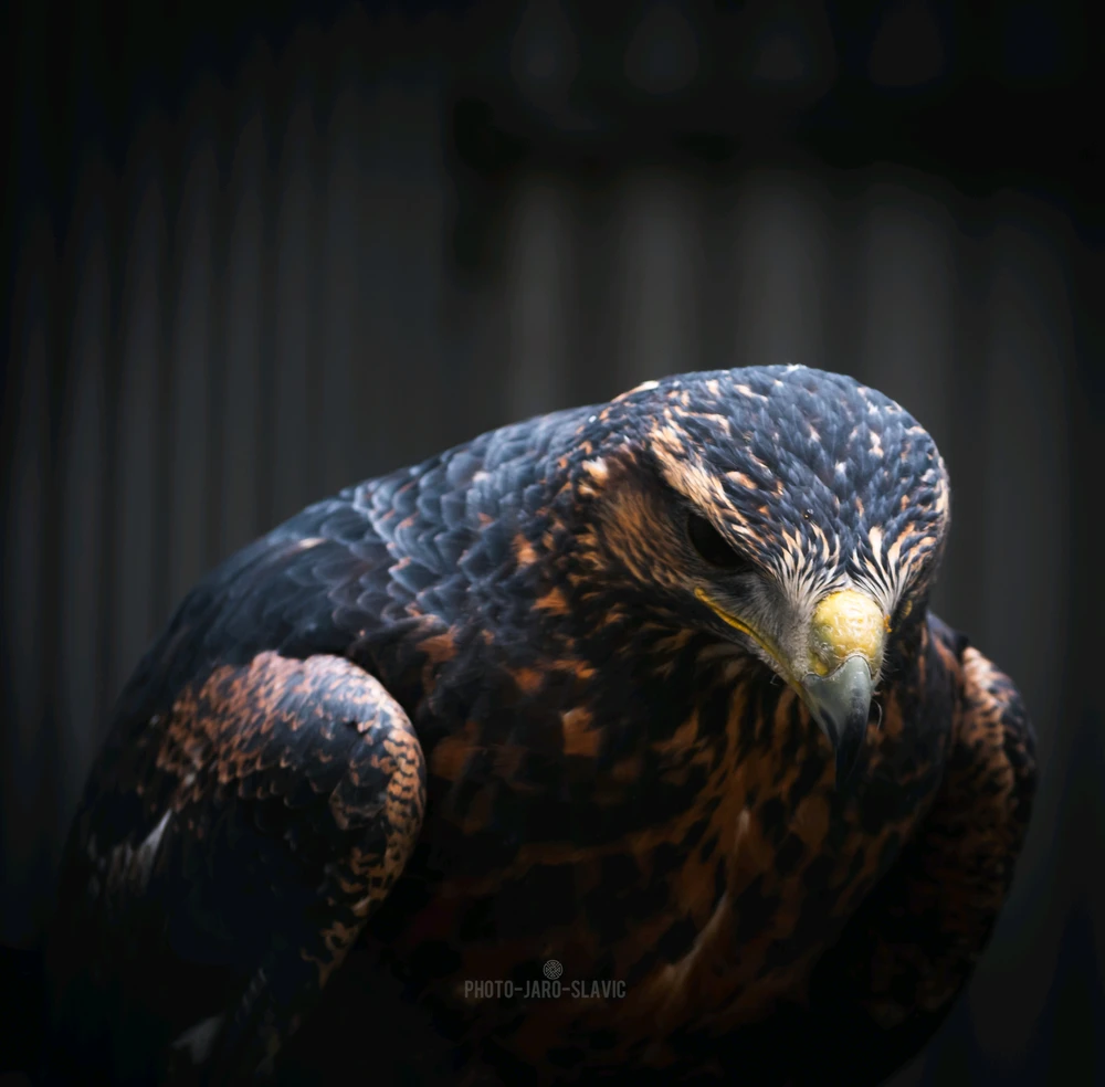 Image uploaded by Jarek PhotoJaroSlavic