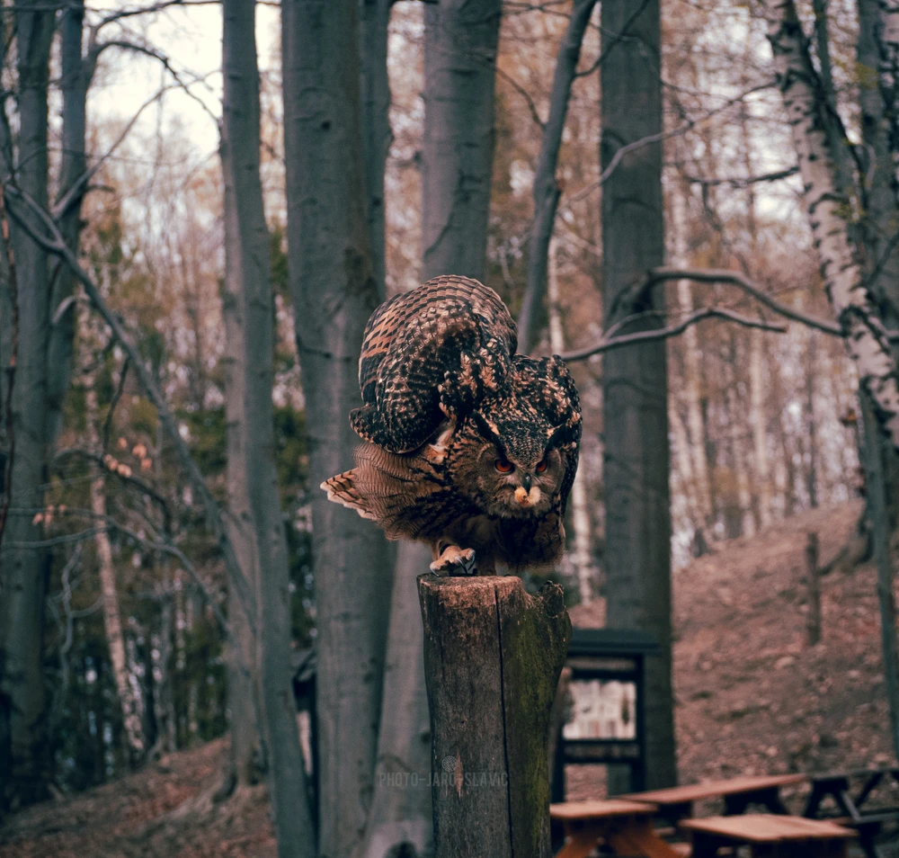 Image uploaded by Jarek PhotoJaroSlavic
