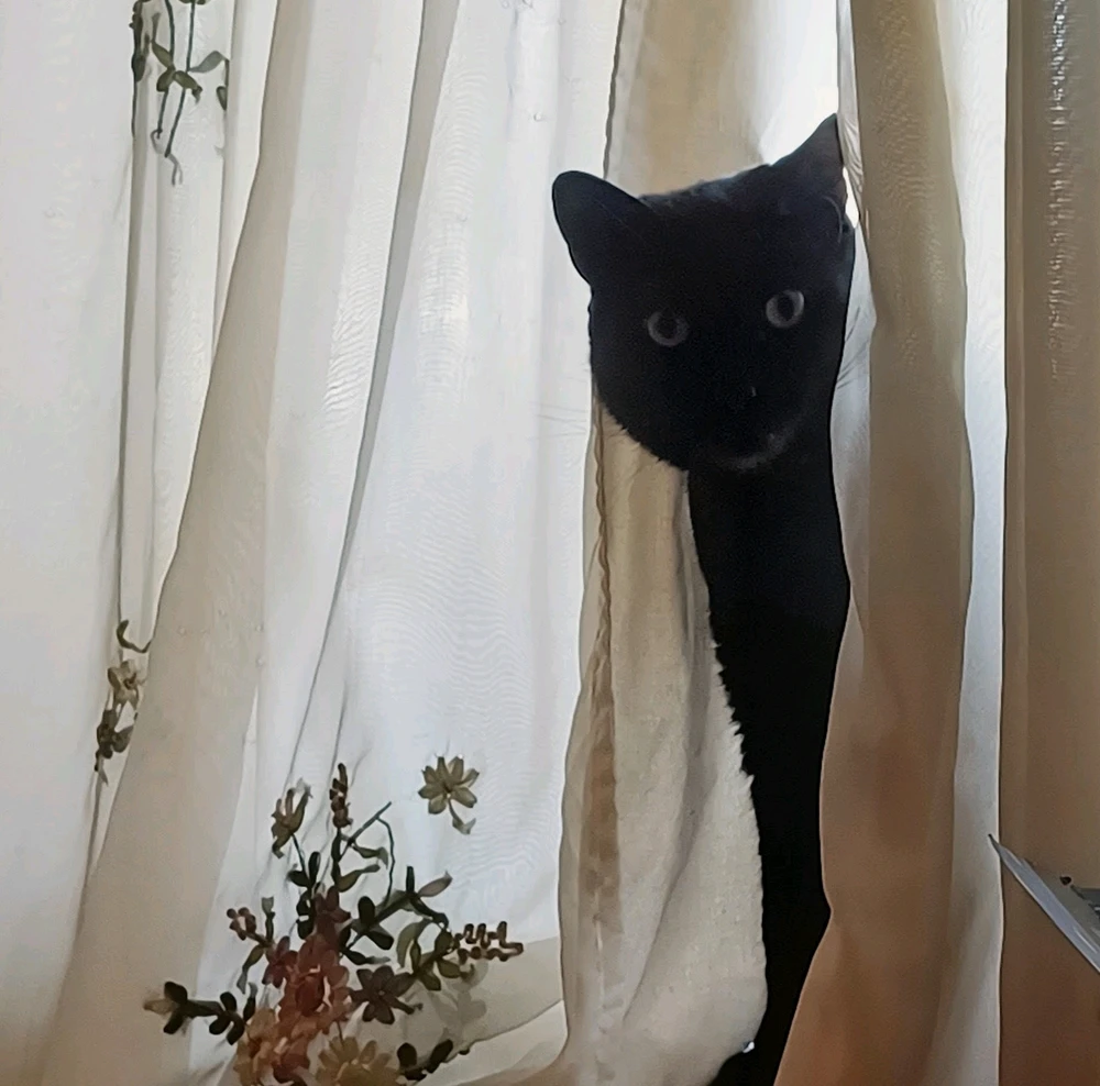 GIF uploaded by Jodie