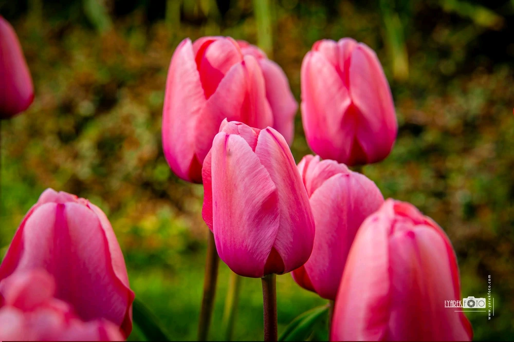 Image uploaded by Yarek