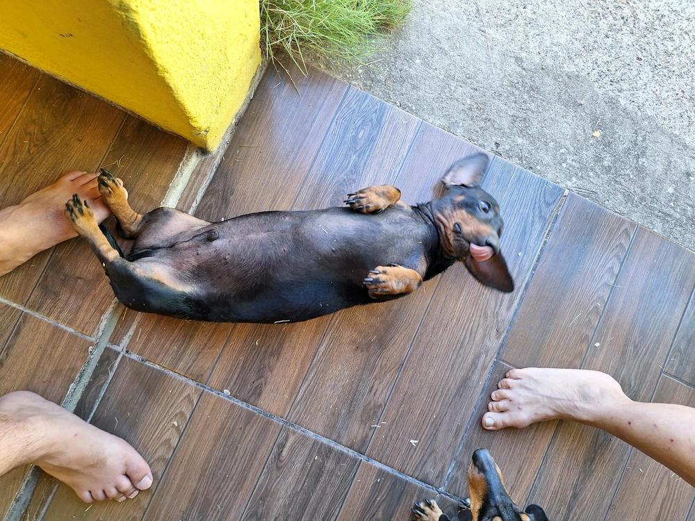Imagem enviada por Lucas Caralo