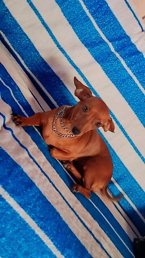 GIF uploaded by Thiago