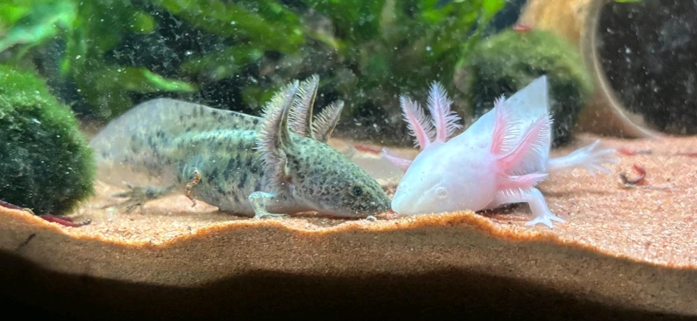 GIF uploaded by Lewis