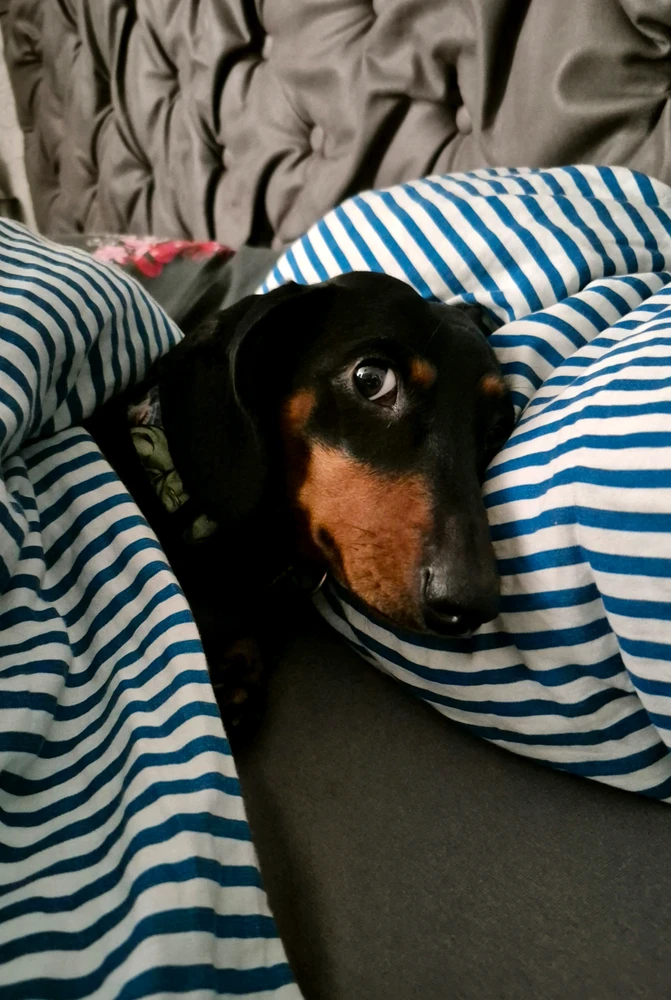 GIF hochgeladen von Hagalaz