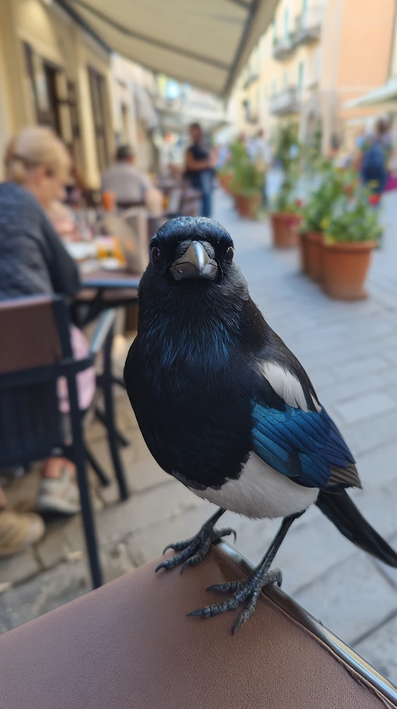 Immagine caricata da Simo