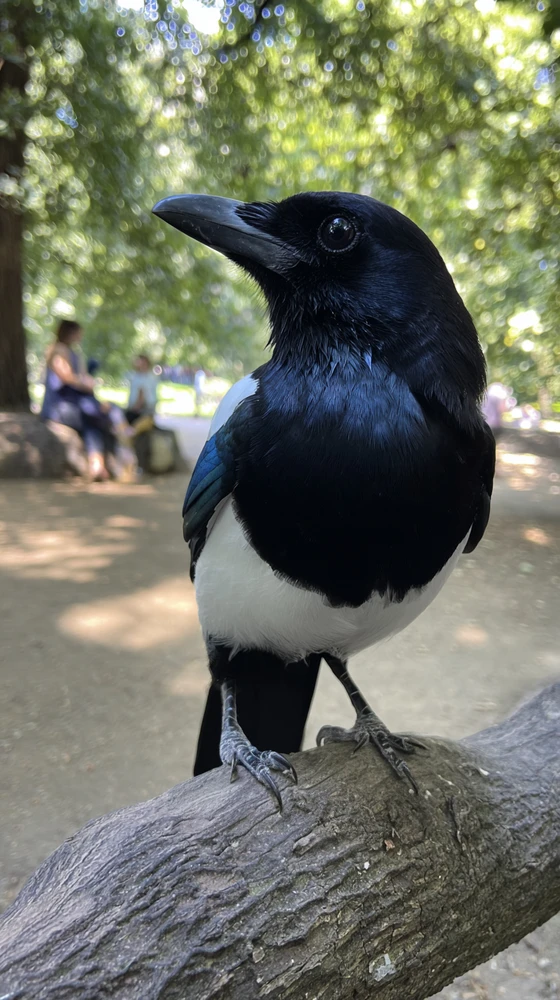 Immagine caricata da Simo