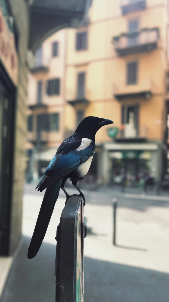 Immagine caricata da Simo