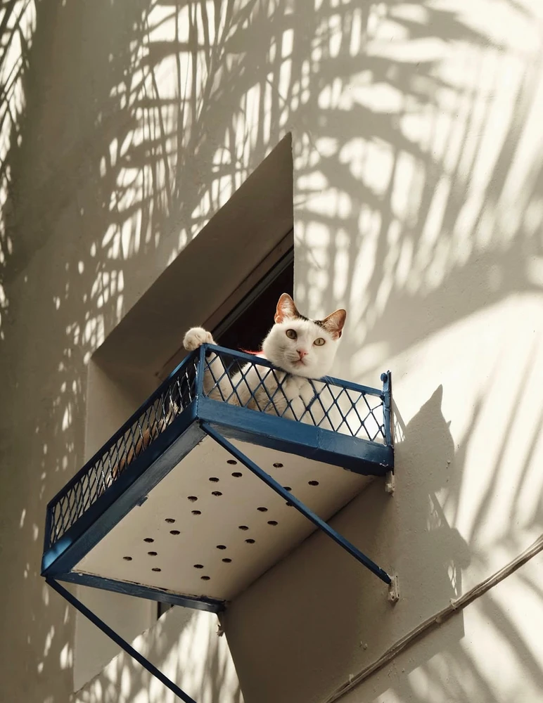 Image uploaded by mohceiin