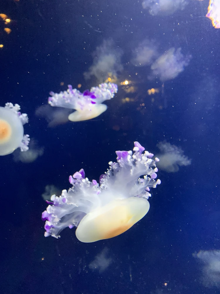 Image uploaded by Ada