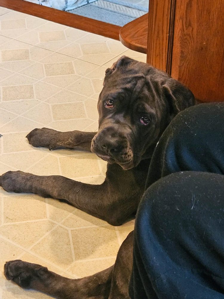 GIF uploaded by Petal