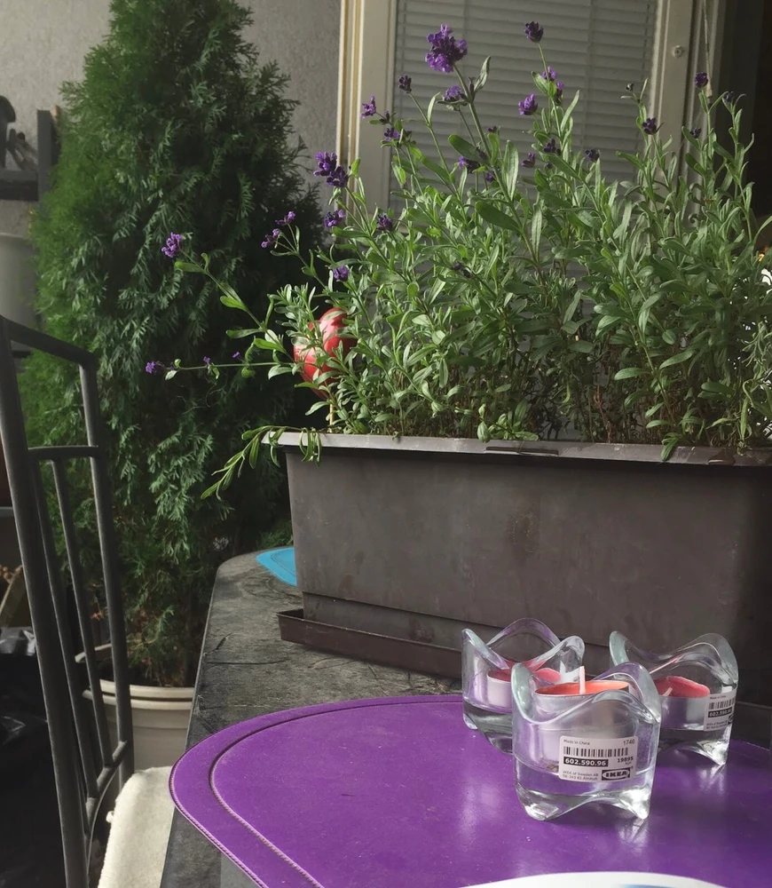 GIF-ი ატვირთა ms Mia-მ