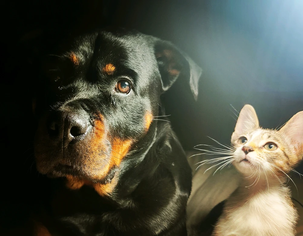 GIF uploaded by Jaqueline