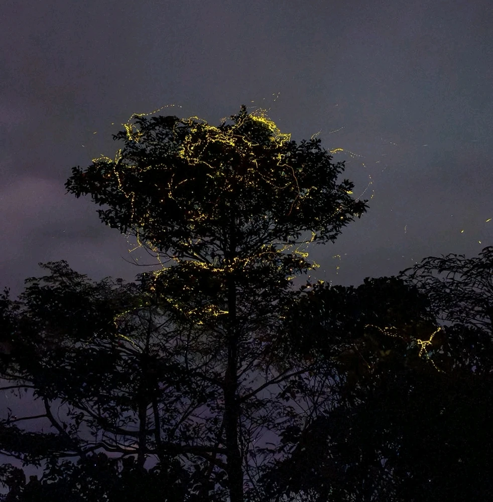 Image uploaded by Nayla