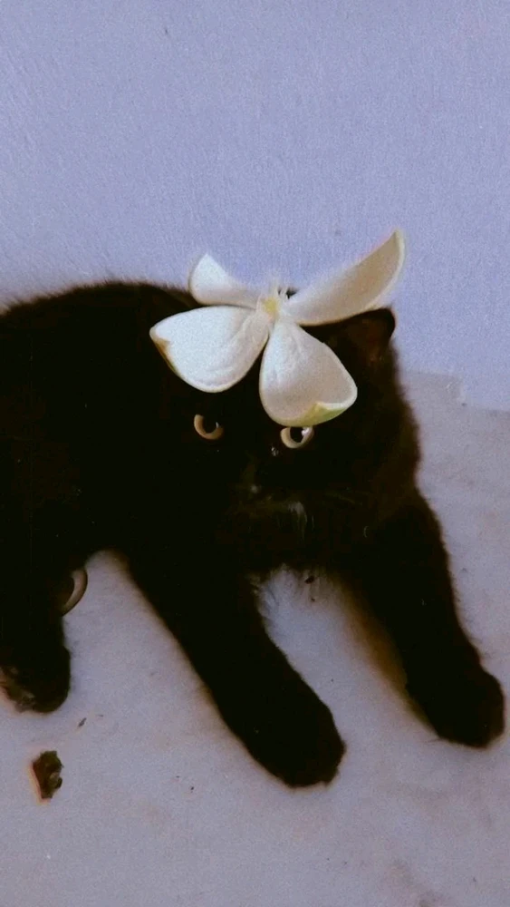 GIF enviado por Alice