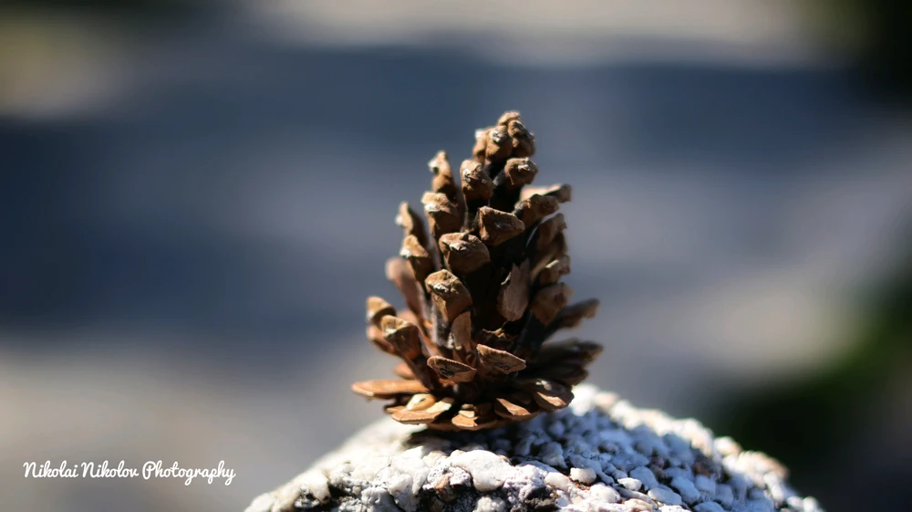 GIF качен от Николай Николов