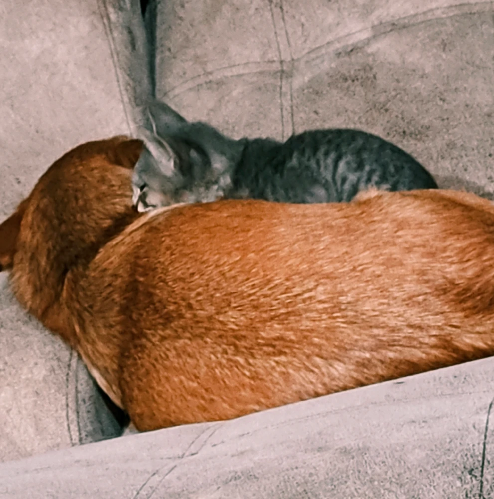 GIF uploaded by Williams