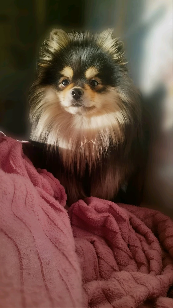 Image uploaded by 𝔖𝔬𝔭𝔥𝔦𝔞