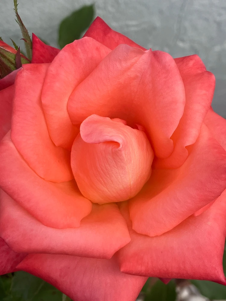 Image uploaded by Pauly