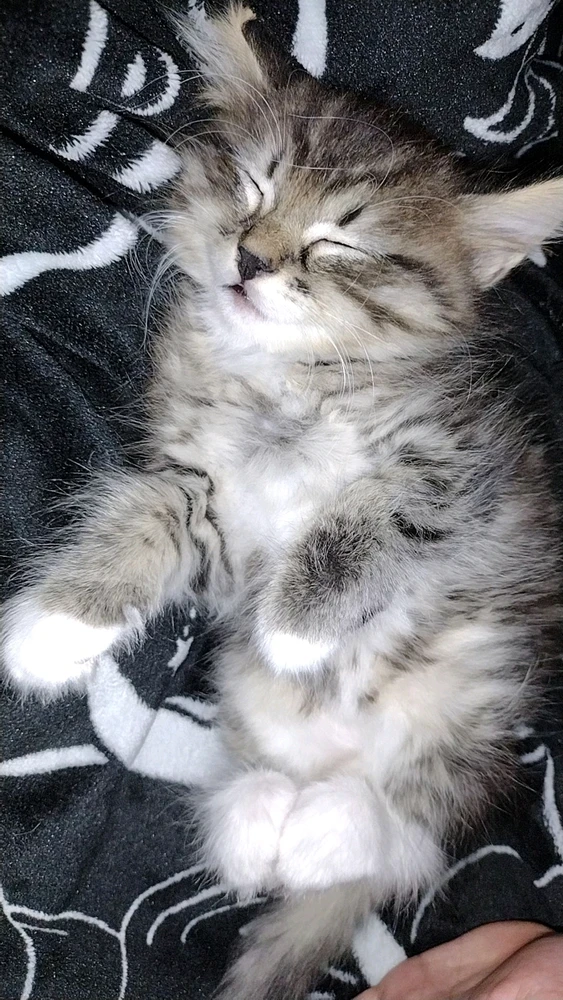 Image uploaded by Silent🖤Screamer