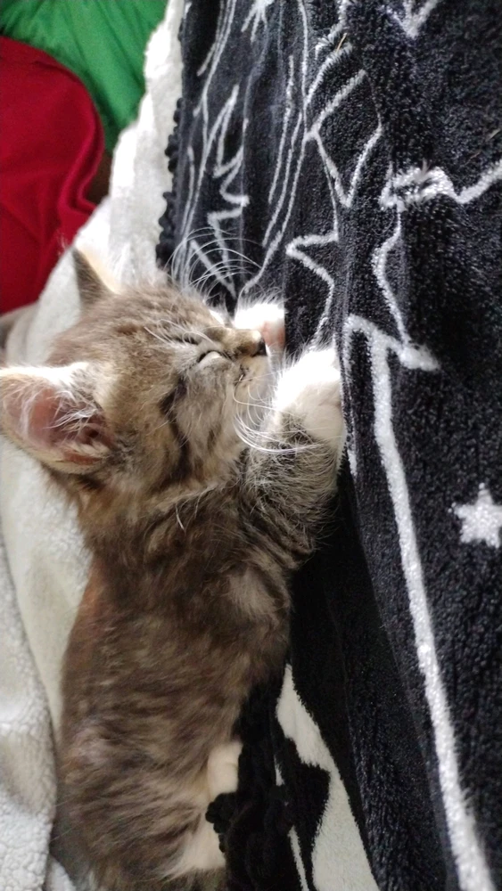 Image uploaded by Silent🖤Screamer