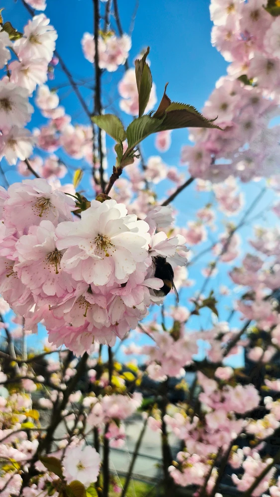 Image uploaded by Dianka