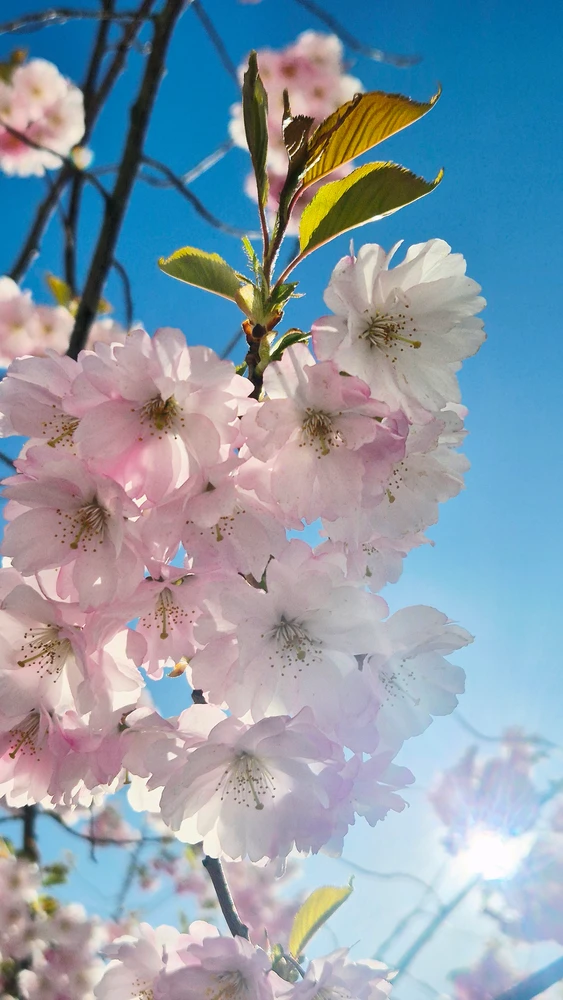 Image uploaded by Dianka