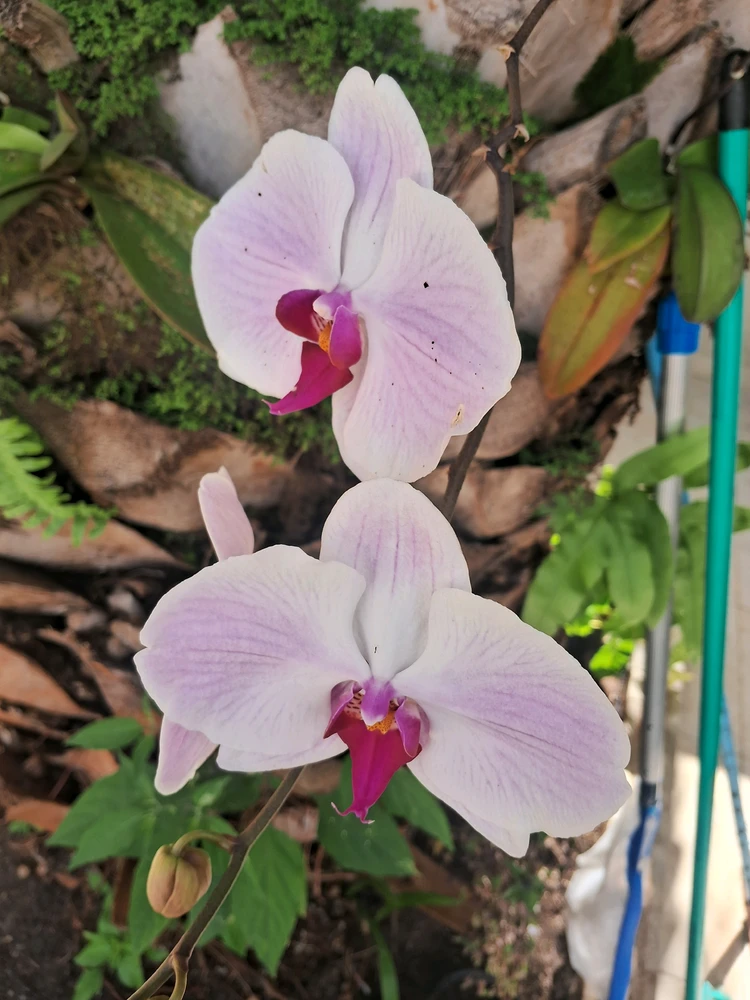 Image uploaded by Maryan