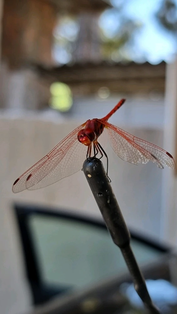 K.E. tarafından yüklenen GIF