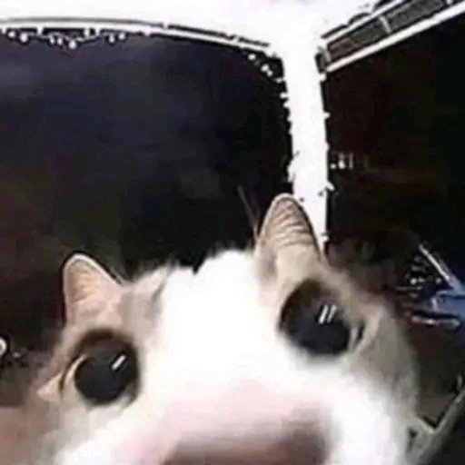 GIF uploaded by Leo García