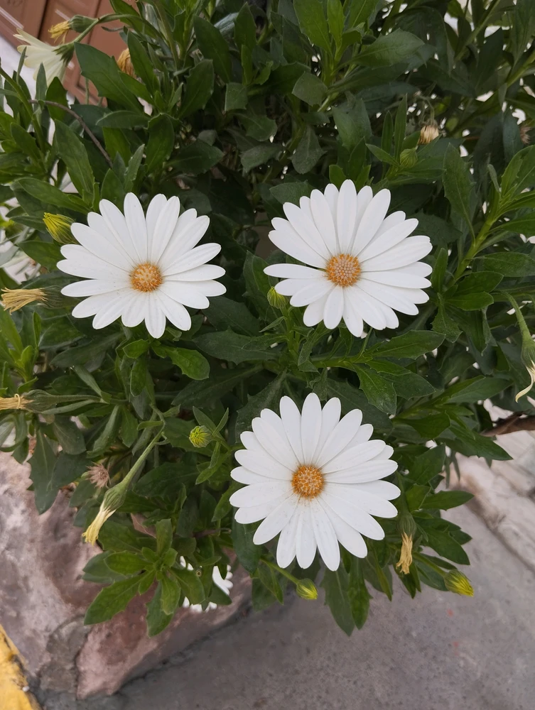 Image uploaded by Esteban