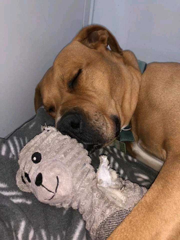 GIF uploaded by DezzieDee