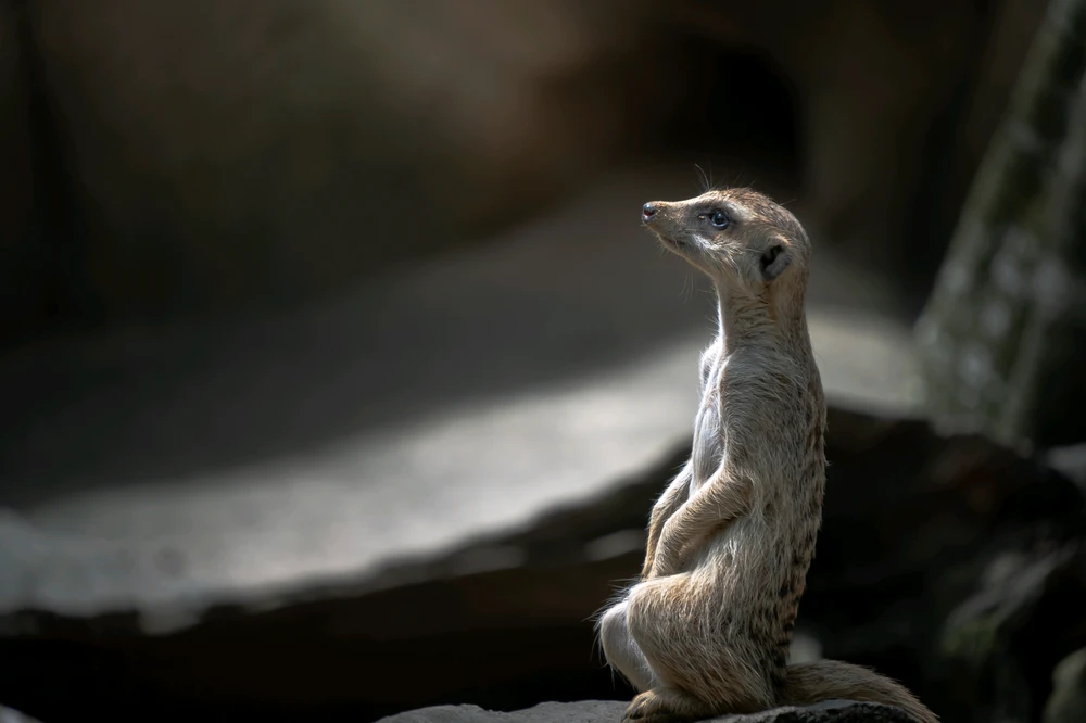 GIF uploaded by Hao Wen