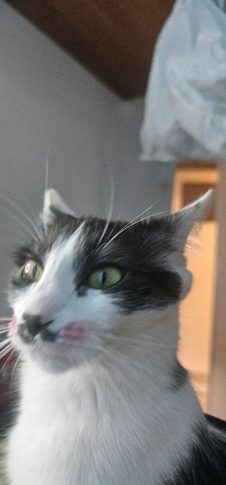 GIF uploaded by Nekoxo