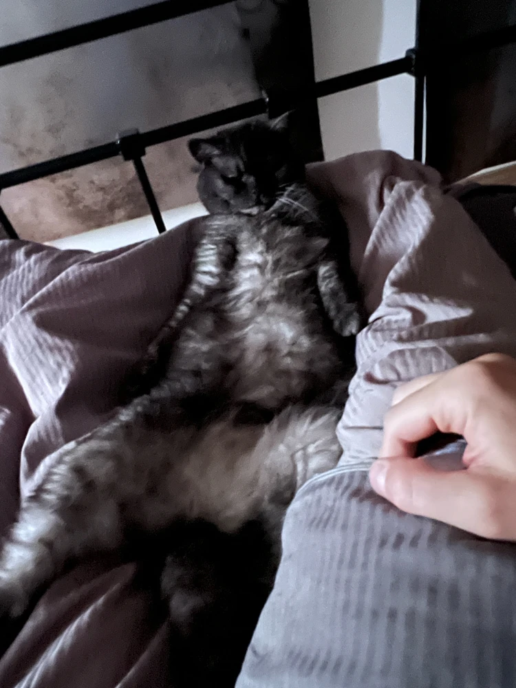 Obrázek nahrál mira