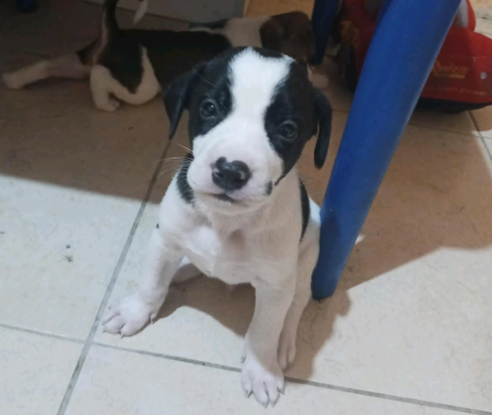 GIF uploaded by Edisson
