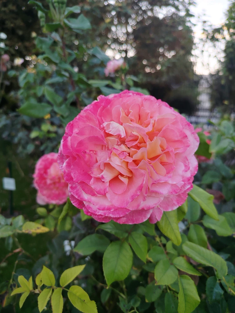 Image uploaded by Tithi