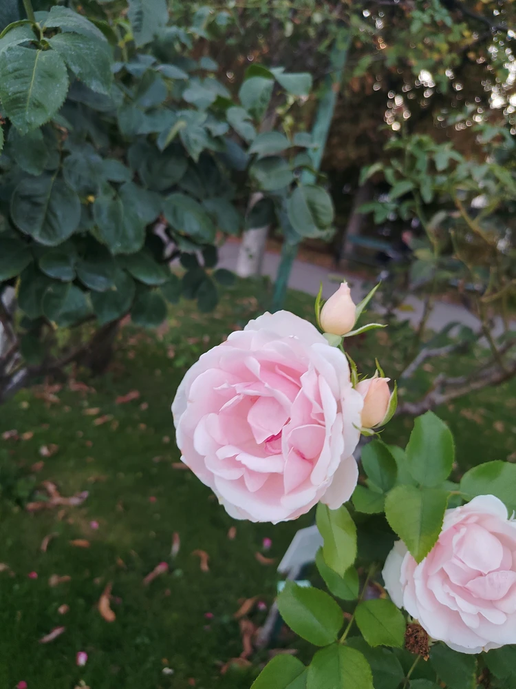 Image uploaded by Tithi