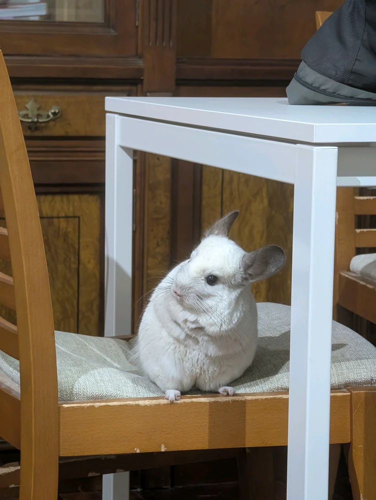 GIF subido por Mitu