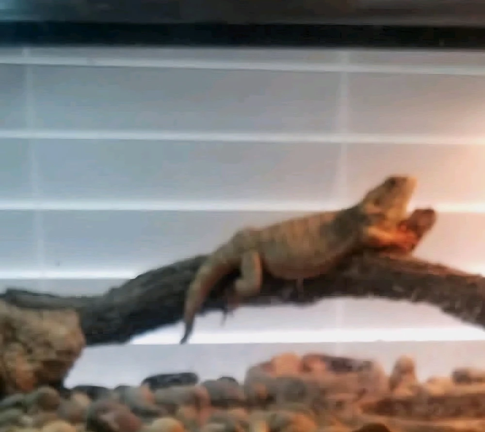 GIF uploaded by Thali