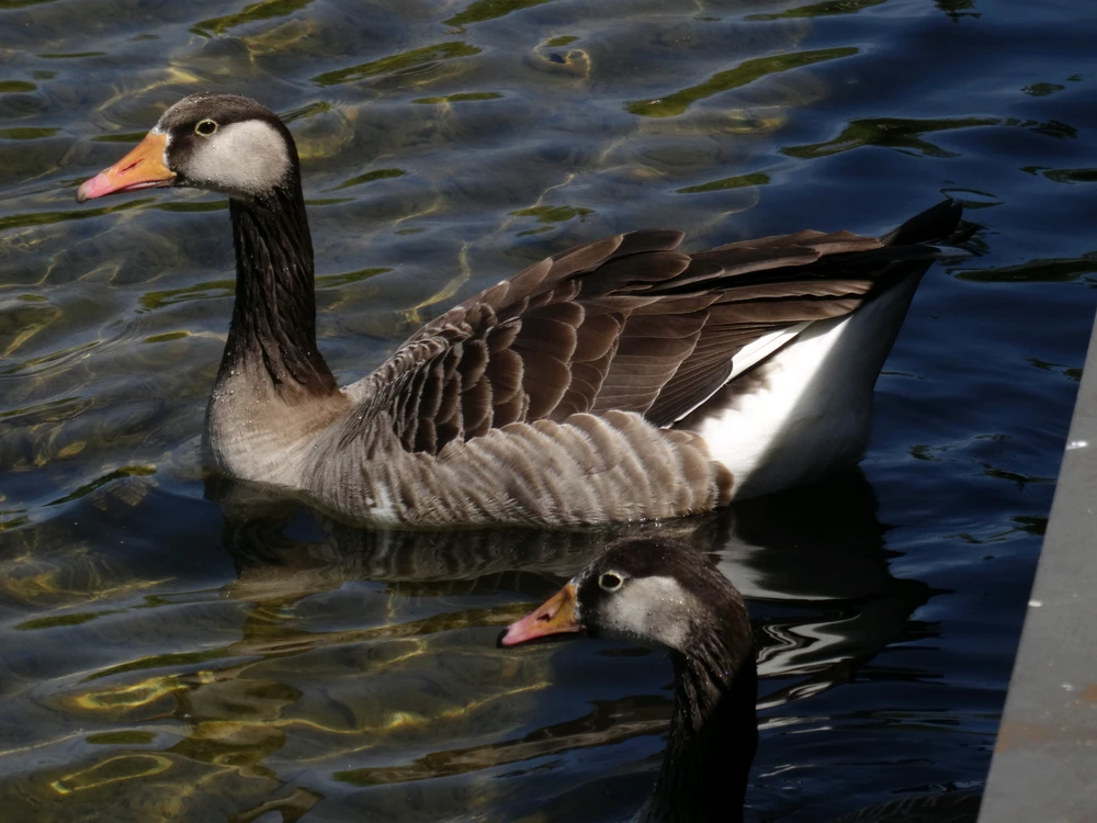 Image uploaded by Roman
